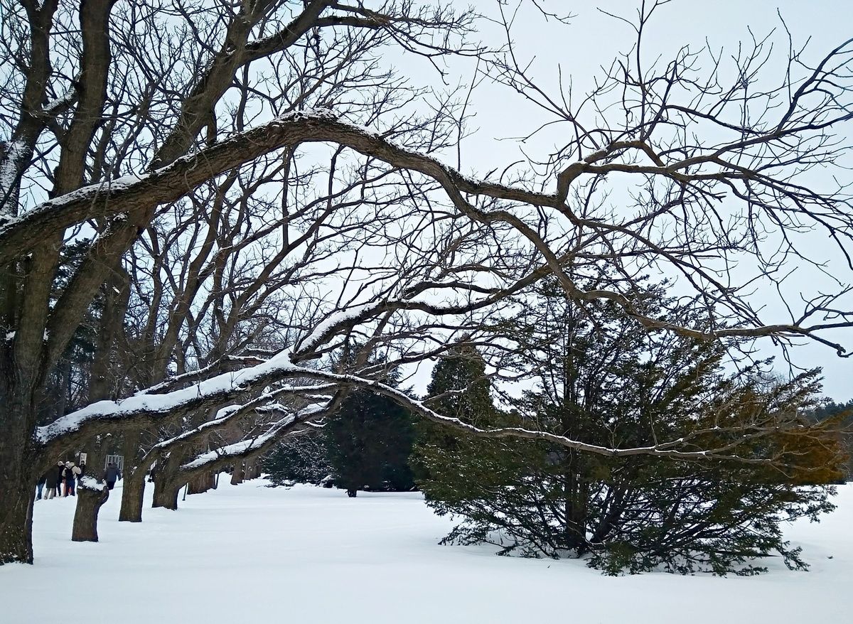 Сумах дерево зимой